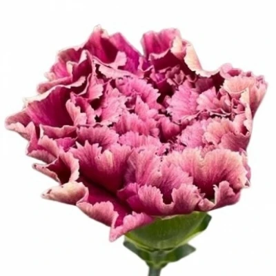 Karafiát ST MERLETTO PURPLE 60 cm