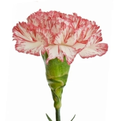 Karafiát ST MONTOYA 65cm