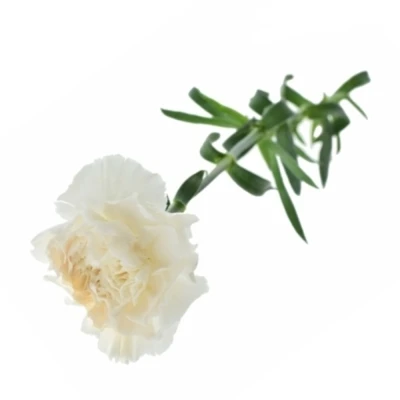 Karafiát ST MOON GOLEM