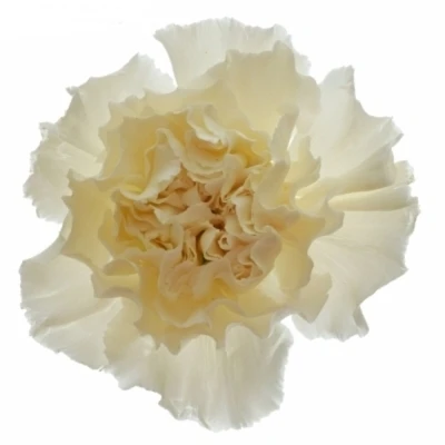 Karafiát ST MOON GOLEM 70cm