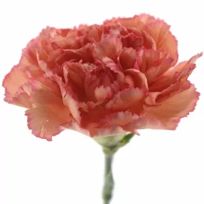 Karafiát ST MR. ADAMA 60cm