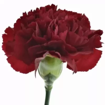 Karafiát ST MR. ARGI 65cm