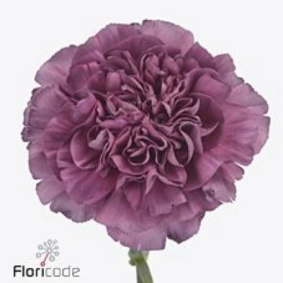 Karafiát ST MUSTANG 70 cm