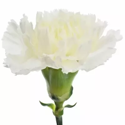 Karafiát ST NANOUK 60cm