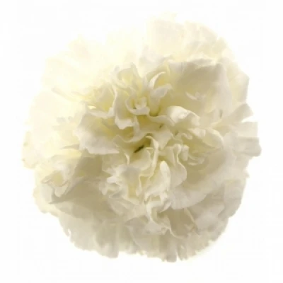 Karafiát ST NAVARRO