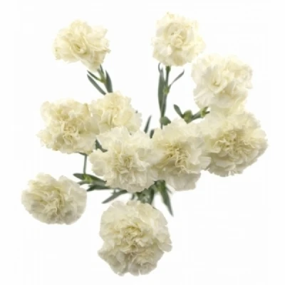 Karafiát ST NAVARRO