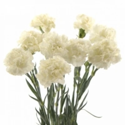 Karafiát ST NAVARRO