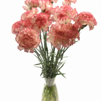 Karafiát ST NEW TEMPO