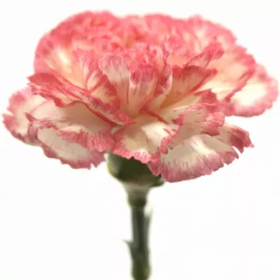 Karafiát ST NEW TEMPO