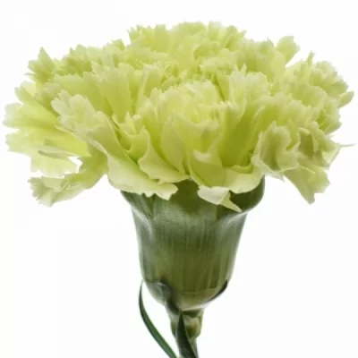 Karafiát ST NEW YORK 45 cm