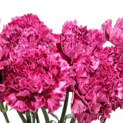 Karafiát ST NOBBIO CASSIS