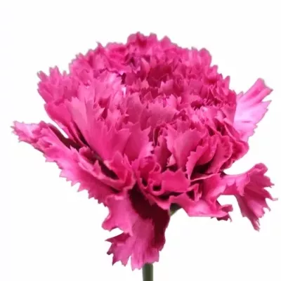 Karafiát ST NOBBIO CASSIS 65cm