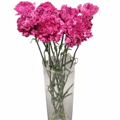 Karafiát ST NOBBIO CASSIS