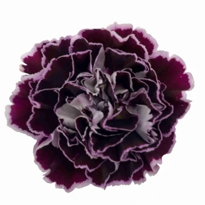 Karafiát ST NOBBIO CROCHET 60 cm