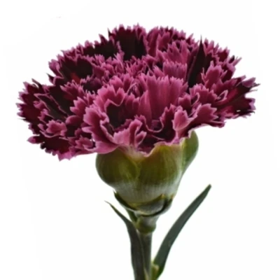 Karafiát ST NOBBIO VIOLET 65cm