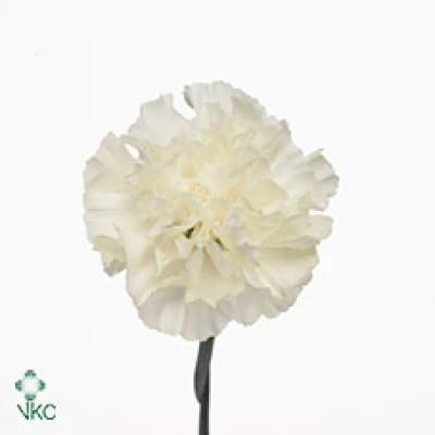 Karafiát ST NORTH WIND 70 cm