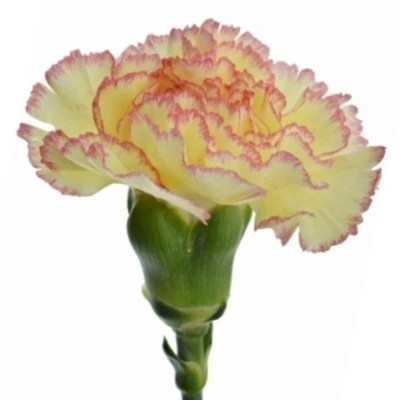 Karafiát ST NOWO 65 cm