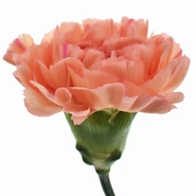 Karafiát ST OASI 65cm