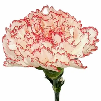 Karafiát ST PACSI 65cm