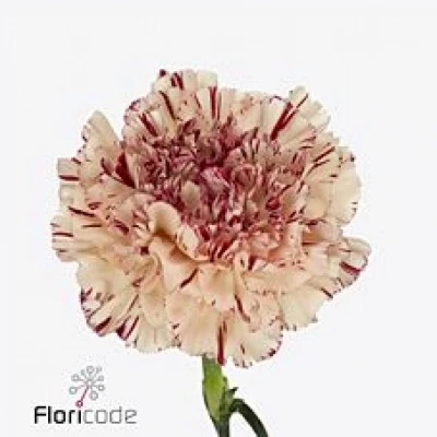 Karafiát ST PAOLETTO 60cm