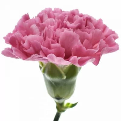 Karafiát ST PASCOLI 60cm