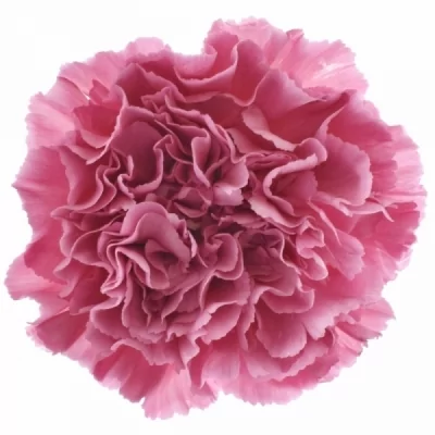 Karafiát ST PASCOLI