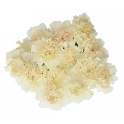 Karafiát ST PEACH TEA