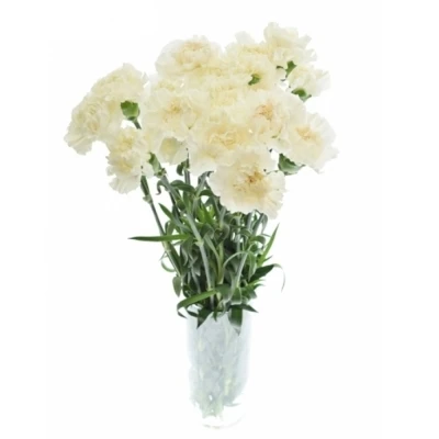 Karafiát ST PEACH TEA