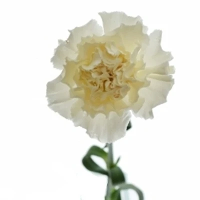 Karafiát ST PEACH TEA