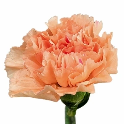 Karafiát ST PEACH WONDER 55 cm