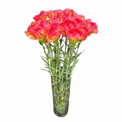 Karafiát ST POIROT GIALLO ROSE