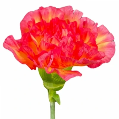 Karafiát ST POIROT GIALLO ROSE 60cm