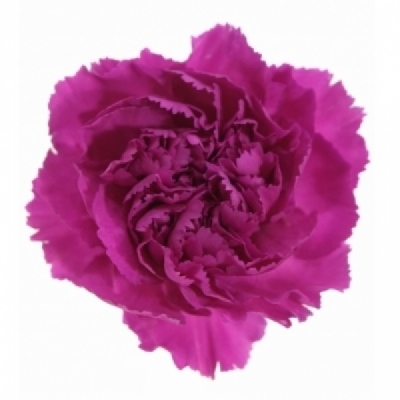 Karafiát ST PURPLE STORM