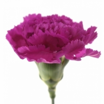 Karafiát ST PURPLE STORM+ 65 cm