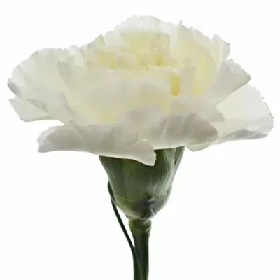 Karafiát ST RANDAL 50cm