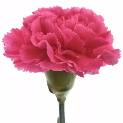 Karafiát ST RAVEL 60cm