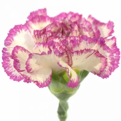 Karafiát ST RENDEZ-VOUS 65cm