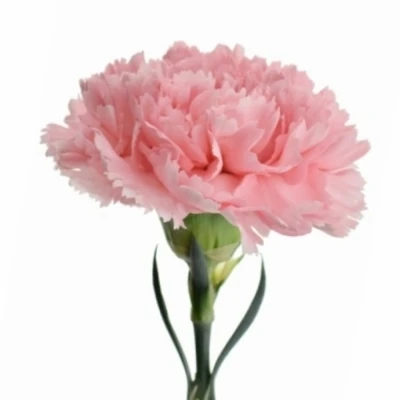 Karafiát ST ROMANCE 65cm