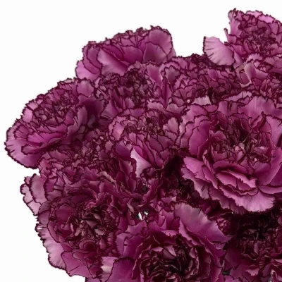 Karafiát ST ROYAL DAMASCUS