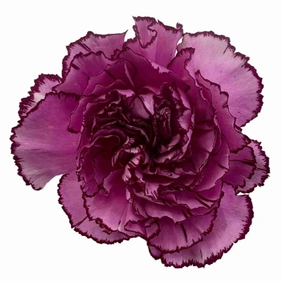 Karafiát ST ROYAL DAMASCUS