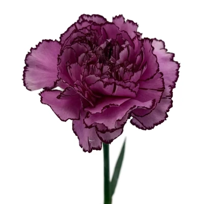 Karafiát ST ROYAL DAMASCUS