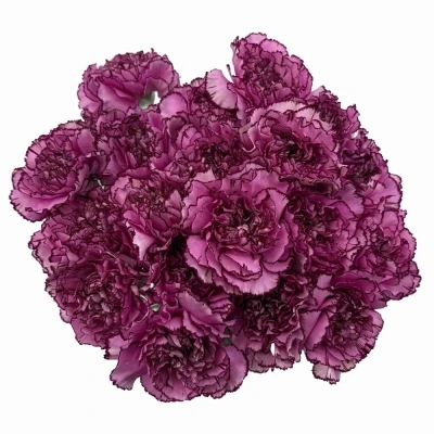 Karafiát ST ROYAL DAMASCUS