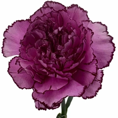 Karafiát ST ROYAL DAMASCUS