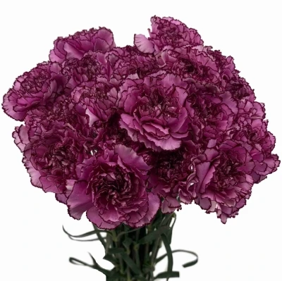 Karafiát ST ROYAL DAMASCUS