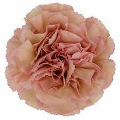 Karafiát ST SAONA+ 40 cm