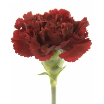 Karafiát ST SASSICAIA