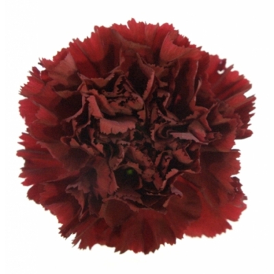 Karafiát ST SASSICAIA 60 cm