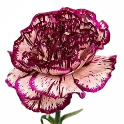 Karafiát ST TEMPEST 65cm