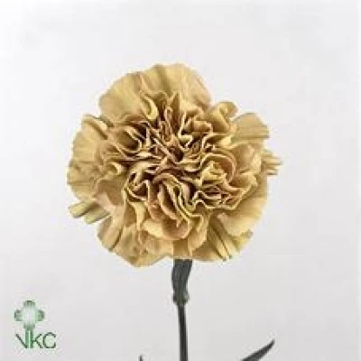 Karafiát ST TERRACOTTA 40 cm