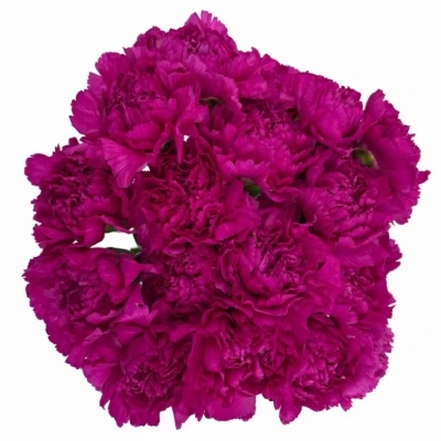 Karafiát ST TIEPOLO FUCSIA